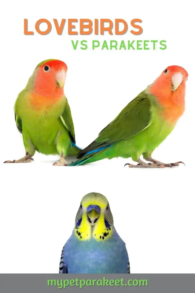 Parakeets Vs. Lovebirds: Which Is The Better Pet? - My Pet Parakeet