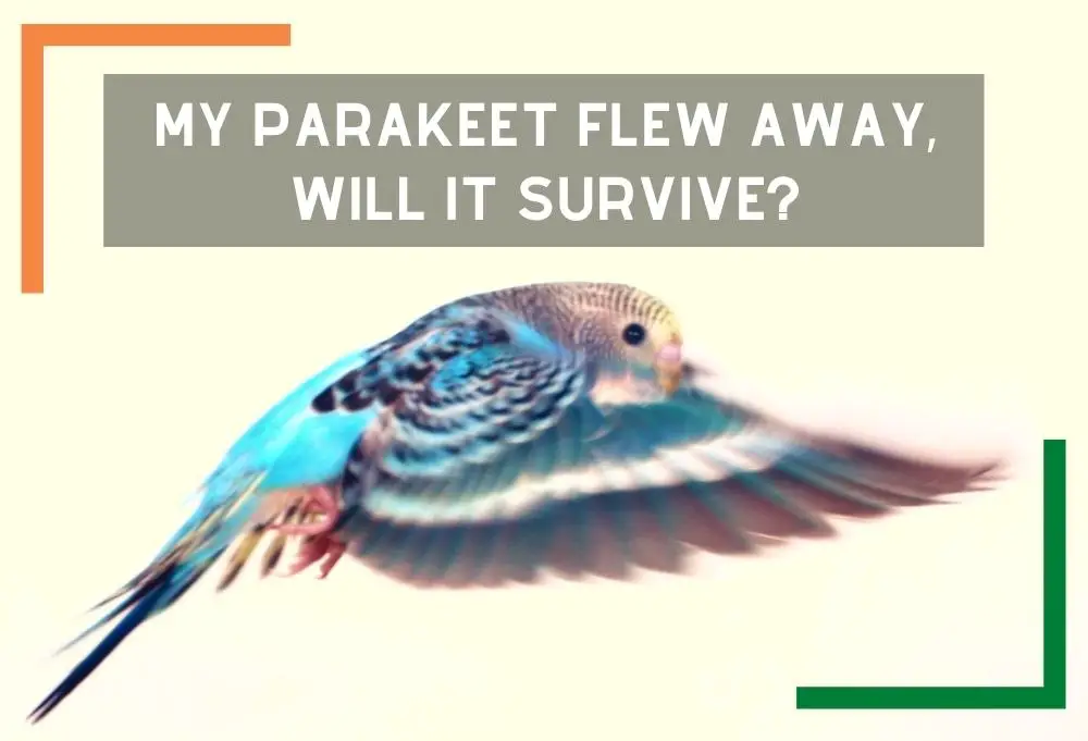 My Parakeet Flew Away