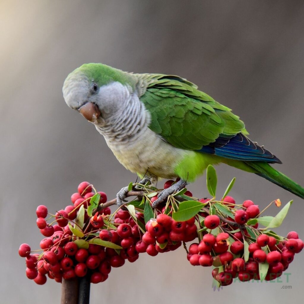 Parakeet Eating Berries