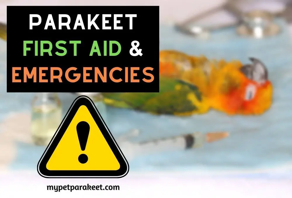 parakeet first aid & emergencies