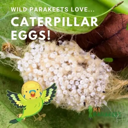 Parakeets In The Wild Eat Caterpillar Eggs