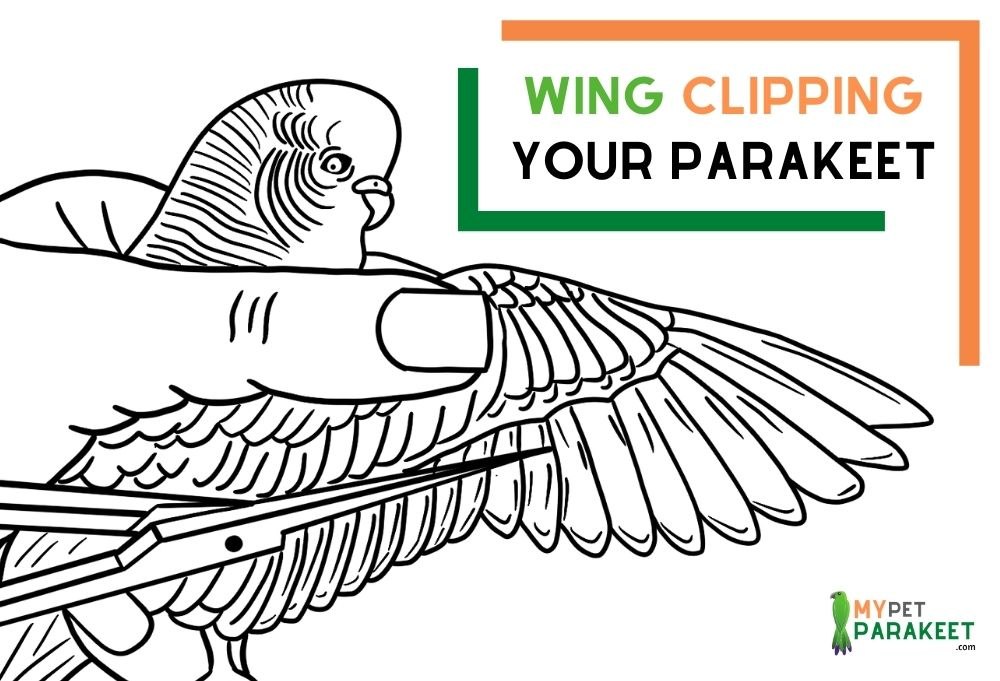 Wing_Clipping_Your_Parakeet