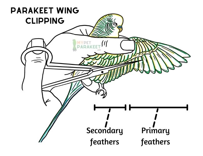 wing clipping diagram