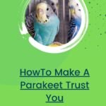 How To Make A Parakeet Trust You