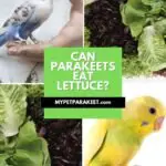 Can Parakeets Eat Lettuce? Read This Giving Your Bird Lettuce