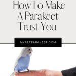 How To Make A Parakeet Trust You - 8 Bonding Tips