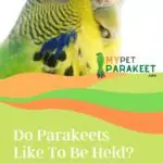 Do Parakeets Like To Be Held?