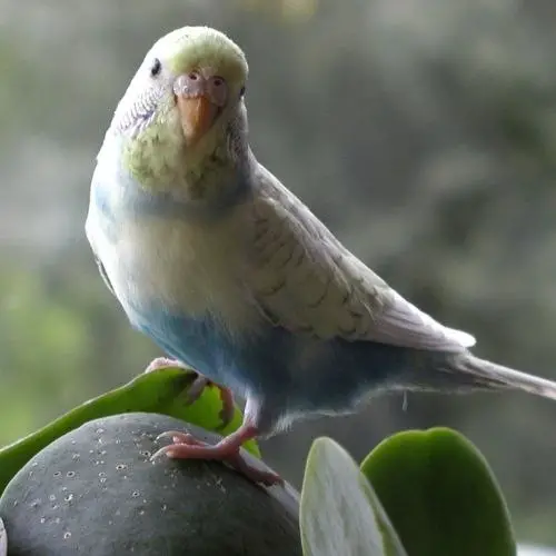 How Much Do Parakeets Cost At Petco? In Store Buying Guide