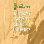 Why Is My Parakeet Shedding Feathers? 