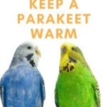 How To Keep A Parakeet Warm