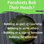 Why Do Parakeets Bob Their Heads?
