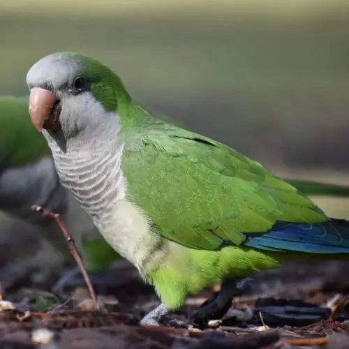 How Much Do Parakeets Cost At Petco? In Store Buying Guide
