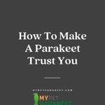 How To Make A Parakeet Trust You - 8 Bonding Tips