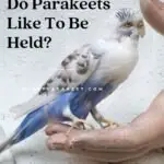 Do Parakeets Like To Be Held?