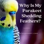 Why Is My Parakeet Shedding Feathers? 