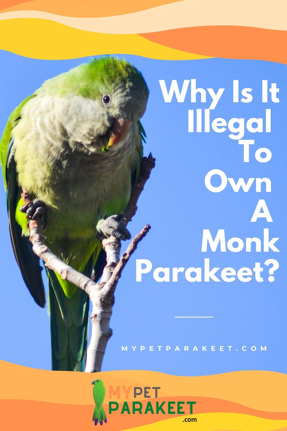 Why It Is Illegal To Own A Monk Parakeet (Quaker Parrot) In These