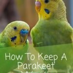 How To Keep A Parakeet Warm