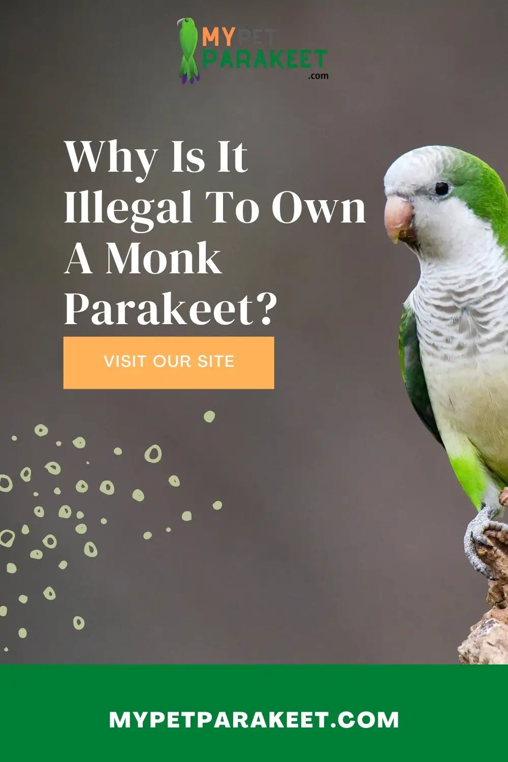 Why It Is Illegal To Own A Monk Parakeet (Quaker Parrot) In These