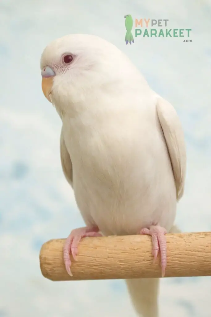 Are Albino Parakeets Rare?: Albinism In Parakeets