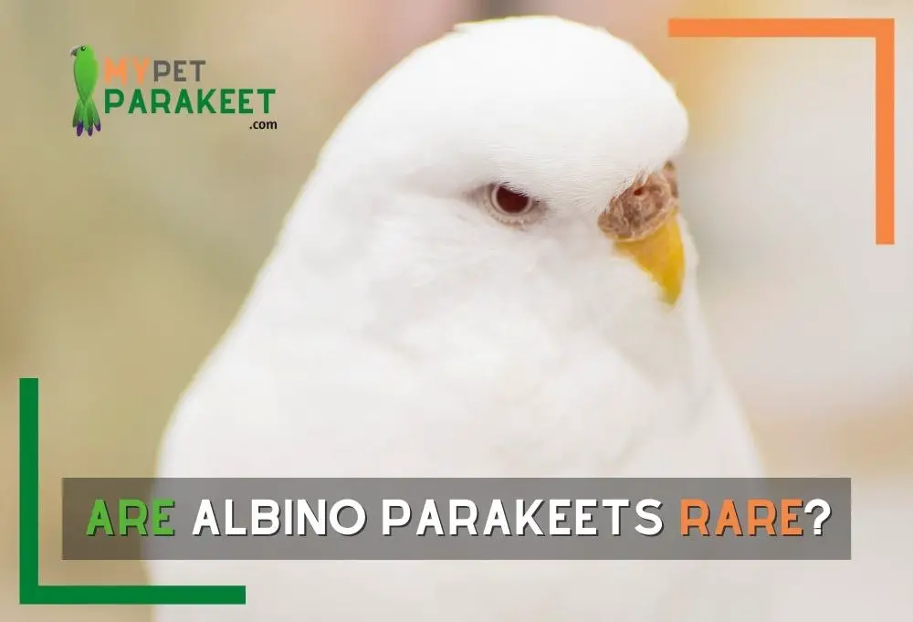 Are Albino Parakeets Rare?