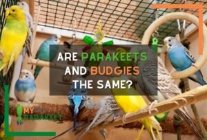 Are Parakeets And Budgies The Same?