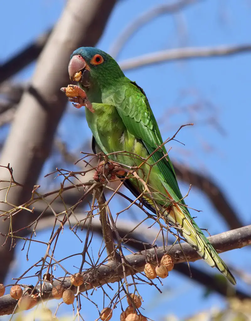 Different Types Of Parakeets: Pictures, Facts And Interesting Information