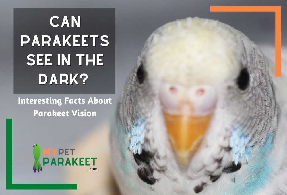 Can Parakeets See In The Dark?
