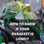 Do Parakeets Get Lonely?