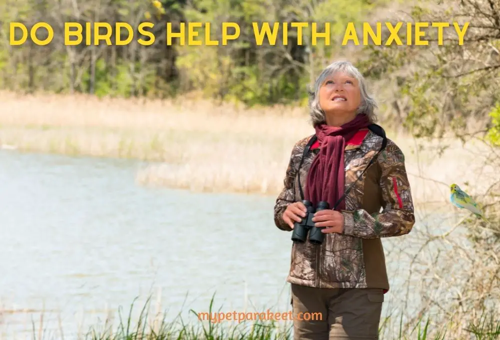 Do Birds Help With Anxiety