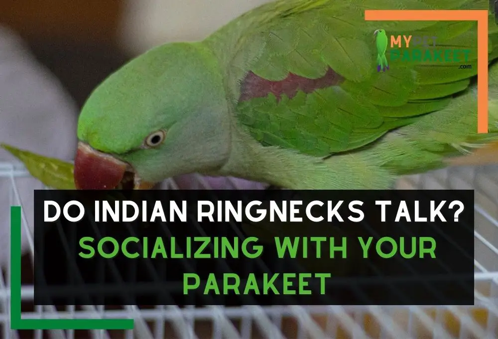 Do Indian Ringnecks Talk? Socializing With Your Parakeet