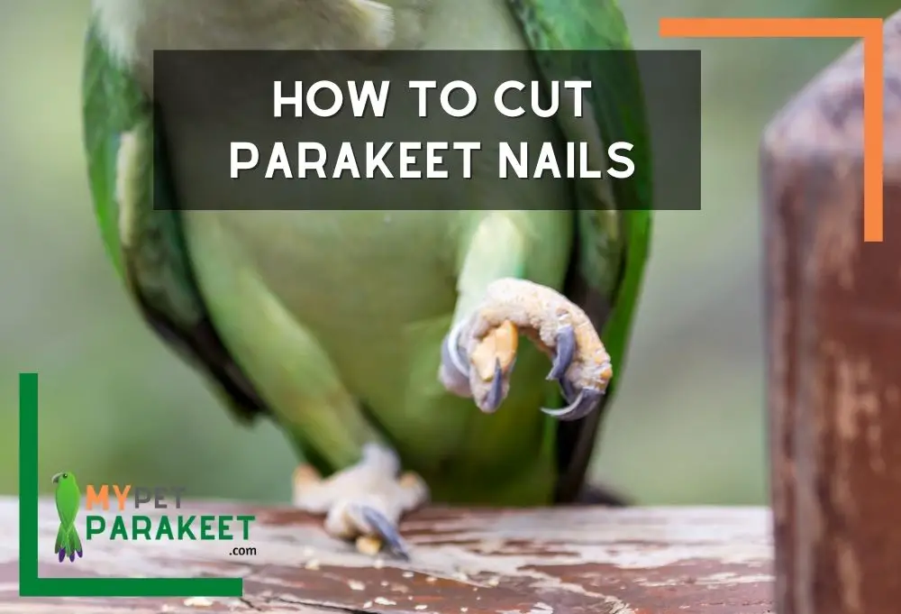 How To Cut Parakeet Nails