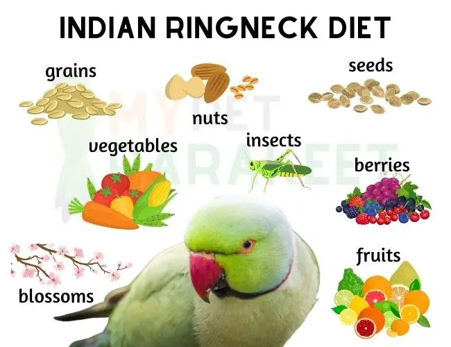 Indian Ringneck Diet