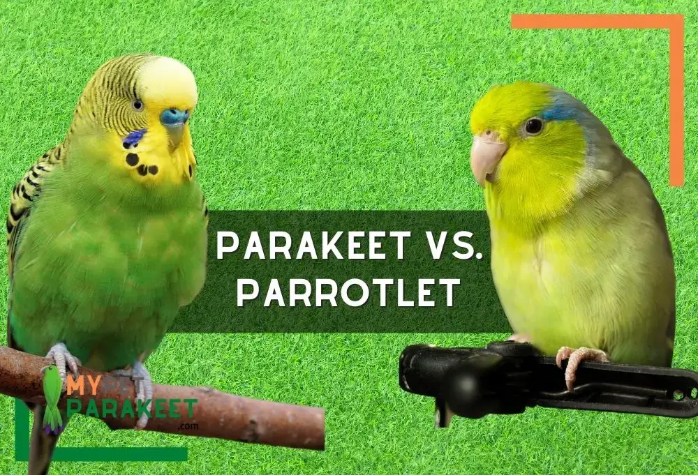Parrotlet Vs Lovebird