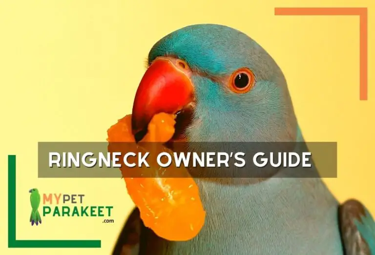 Keeping Indian Ringneck Parakeets As Pets Ringneck Owners Guide My