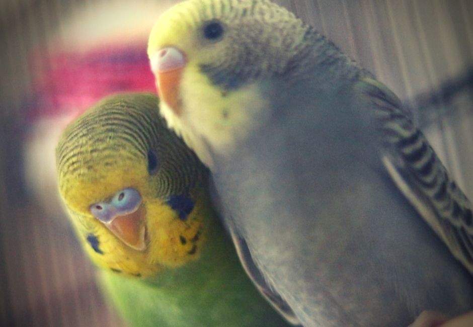 Plan On Keeping Male And Female Parakeets Together? Read This First!