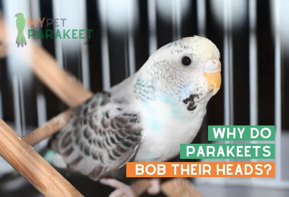 Why Do Parakeets Bob Their Heads?