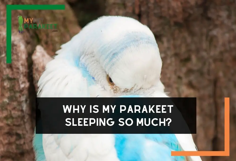 Why Is My Parakeet Sleeping So Much?