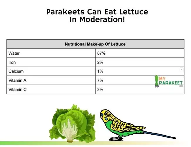 Can Parakeets Eat Lettuce? Read This Giving Your Bird Lettuce