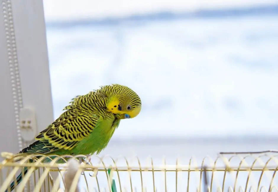 How To Clean A Parakeet Cage, How Often And What To Use?