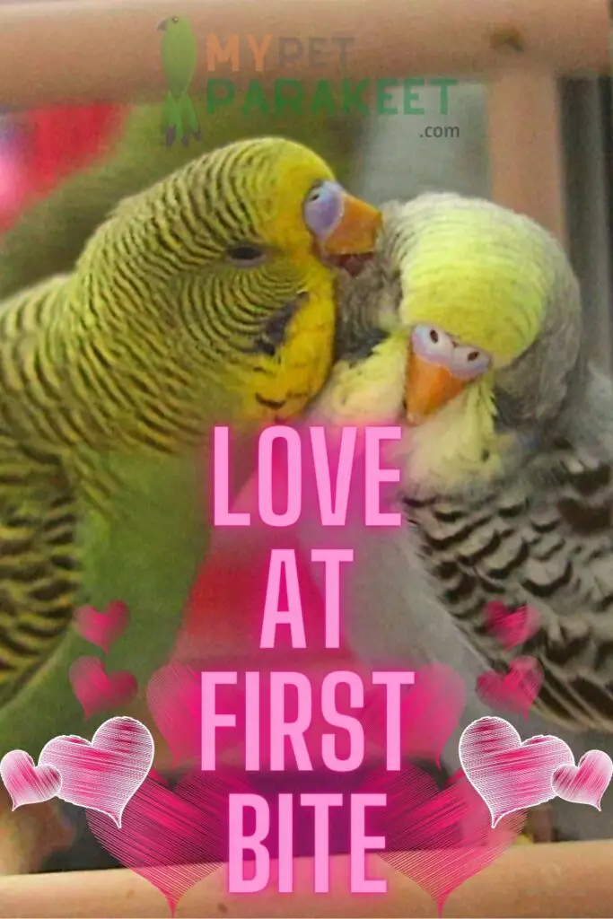 Keeping Male And Female Parakeets Together