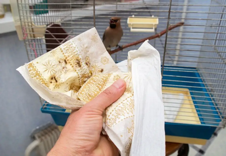 How To Clean A Parakeet Cage, How Often And What To Use?