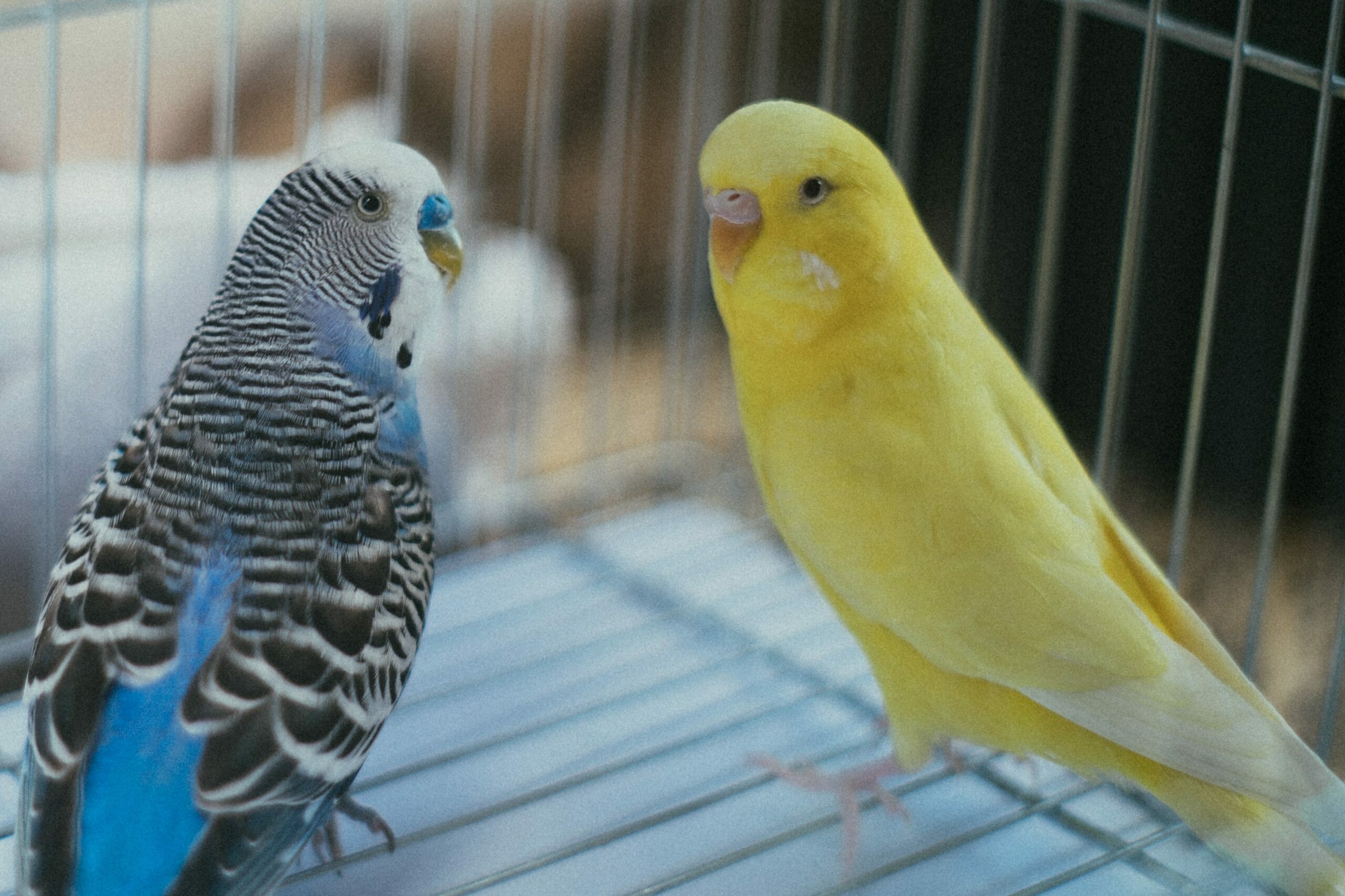 Different Parakeet Color Variations