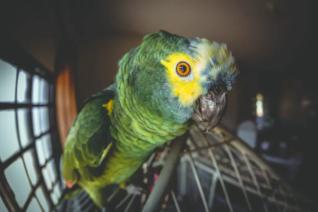 Can Parakeets See In The Dark? Interesting Facts About Parakeet Vision