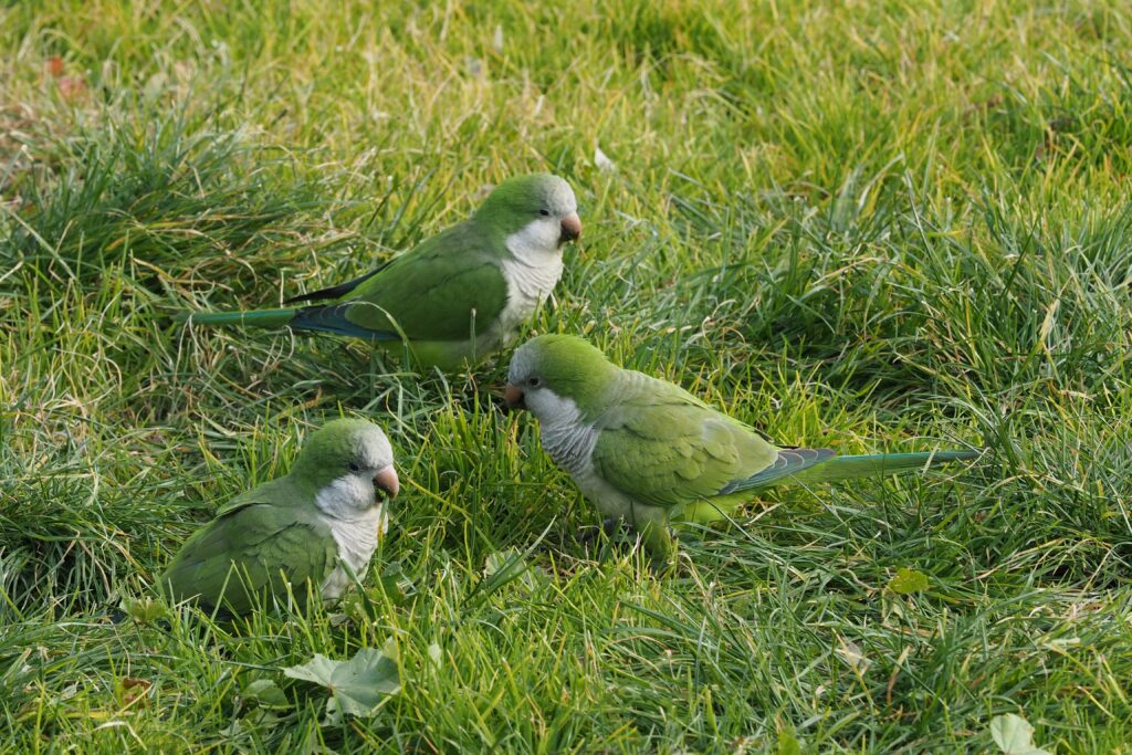 what do monk parakeets eat