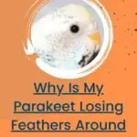 My Parakeet Is Losing Feathers Around Its Eyes - Why?