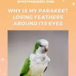 My Parakeet Is Losing Feathers Around Its Eyes - Why?