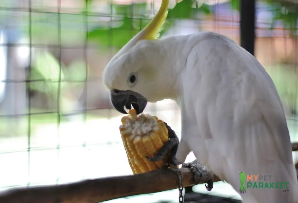 Can Parakeets Eat Parrot Food? Cockatiel Eating Corn