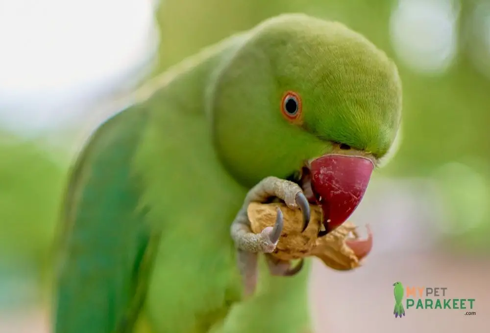 Can Parakeets Eat Parrot Food?