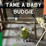 How To Tame Parakeets: 10 Steps To Tame A Baby Budgie