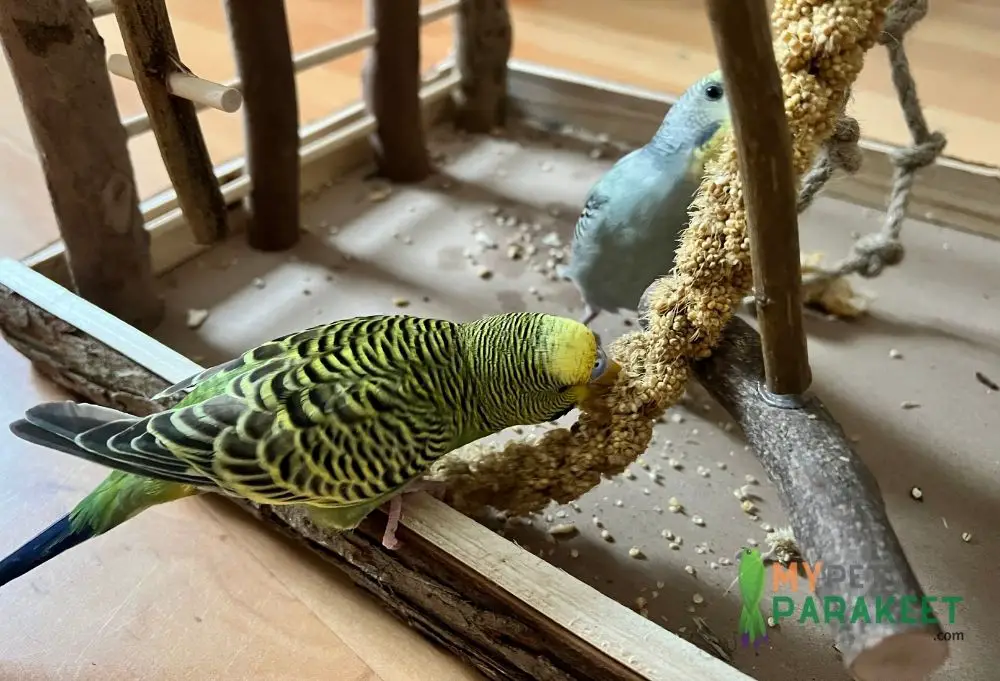 10-Steps-To-Tame-A-Baby-Budgie-2